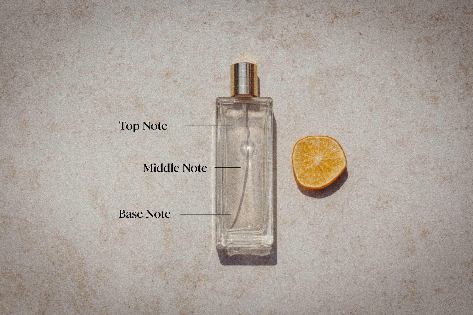 delfino-top-middle-base-notes.png__PID:4298a4a6-785a-4fce-8180-79882185fb54